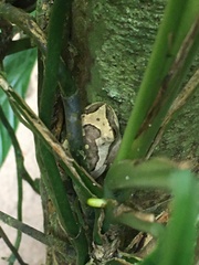 Boana freicanecae