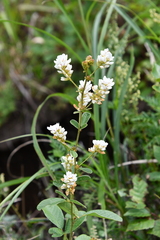 Lespedeza tomentosa