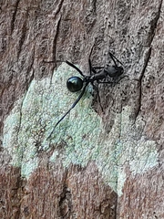 Myrmhopla