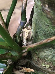 Boana freicanecae