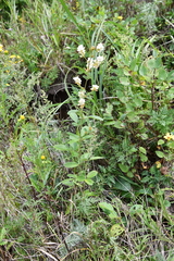 Lespedeza tomentosa