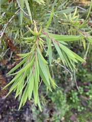 Callistemon