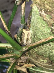 Boana freicanecae