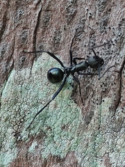 Myrmhopla