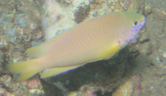 Pomacentrus amboinensis