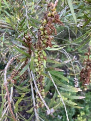 Callistemon