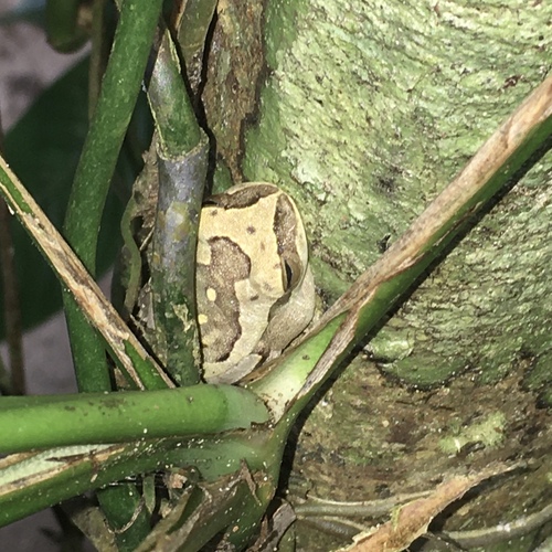 Frei Caneca Tree Frog, Boana freicanecae