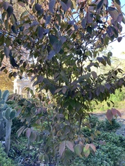 Viburnum plicatum