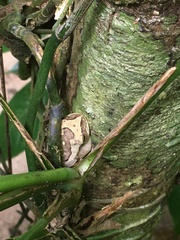 Boana freicanecae