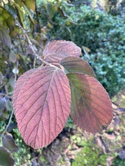 Viburnum plicatum