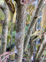 Viburnum plicatum