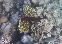 Priacanthus hamrur