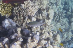 Amblyglyphidodon indicus