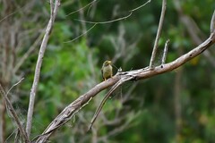 Manorina melanophrys