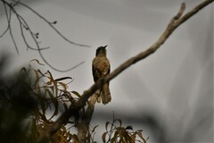 Cacomantis variolosus