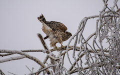 Accipiter gentilis