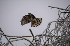 Accipiter gentilis