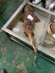 Orectolobus japonicus