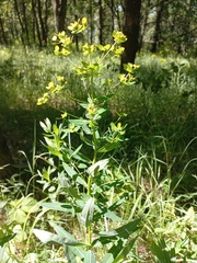 Euphorbia semivillosa