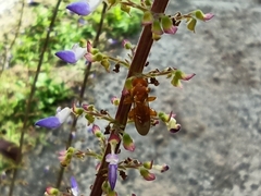 Aculeata