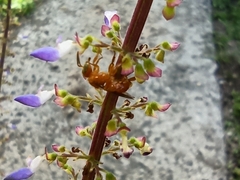 Aculeata
