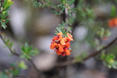 Dillwynia hispida