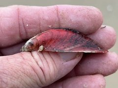 Modiolus americanus
