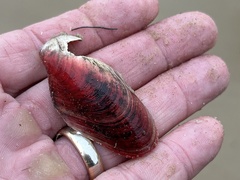 Modiolus americanus