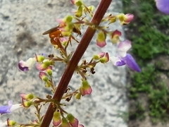 Aculeata