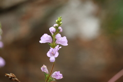 Euphrasia collina
