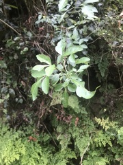 Allophylus decipiens