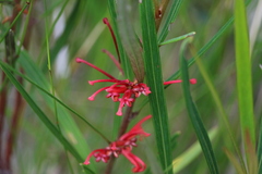 Grevillea dimorpha