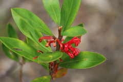 Grevillea dimorpha