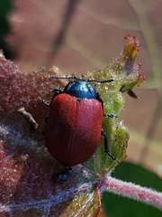 Chrysomela populi