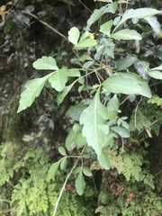 Allophylus decipiens