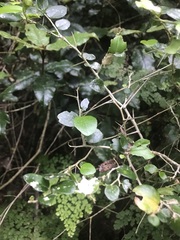 Dovyalis rhamnoides