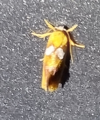 Stathmopoda auriferella