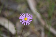 Brachyscome spathulata