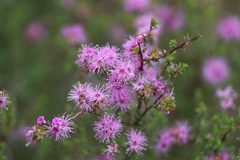 Kunzea parvifolia