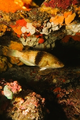 Notolabrus tetricus
