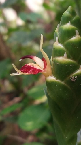 Image of Zingiber officinale by (c) R K, some rights reserved (CC BY)