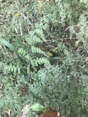 Asplenium