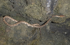 Protobothrops mucrosquamatus