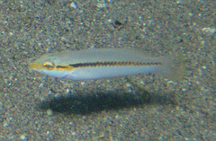 Halichoeres scapularis