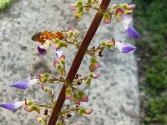 Aculeata