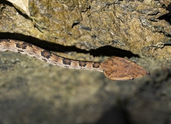 Protobothrops mucrosquamatus