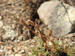 Plantago holosteum