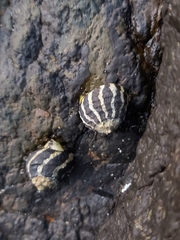 Austrocochlea porcata