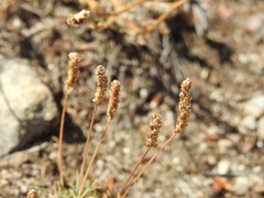 Plantago holosteum