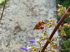 Aculeata